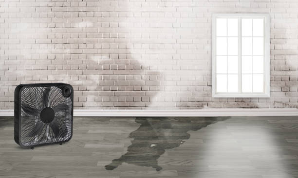 Best Water damage restoration process  in Bellwood, IL