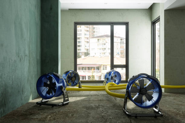 Best Basement water damage restoration  in Bellwood, IL