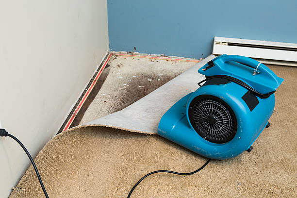 Best Carpet water damage restoration  in Bellwood, IL